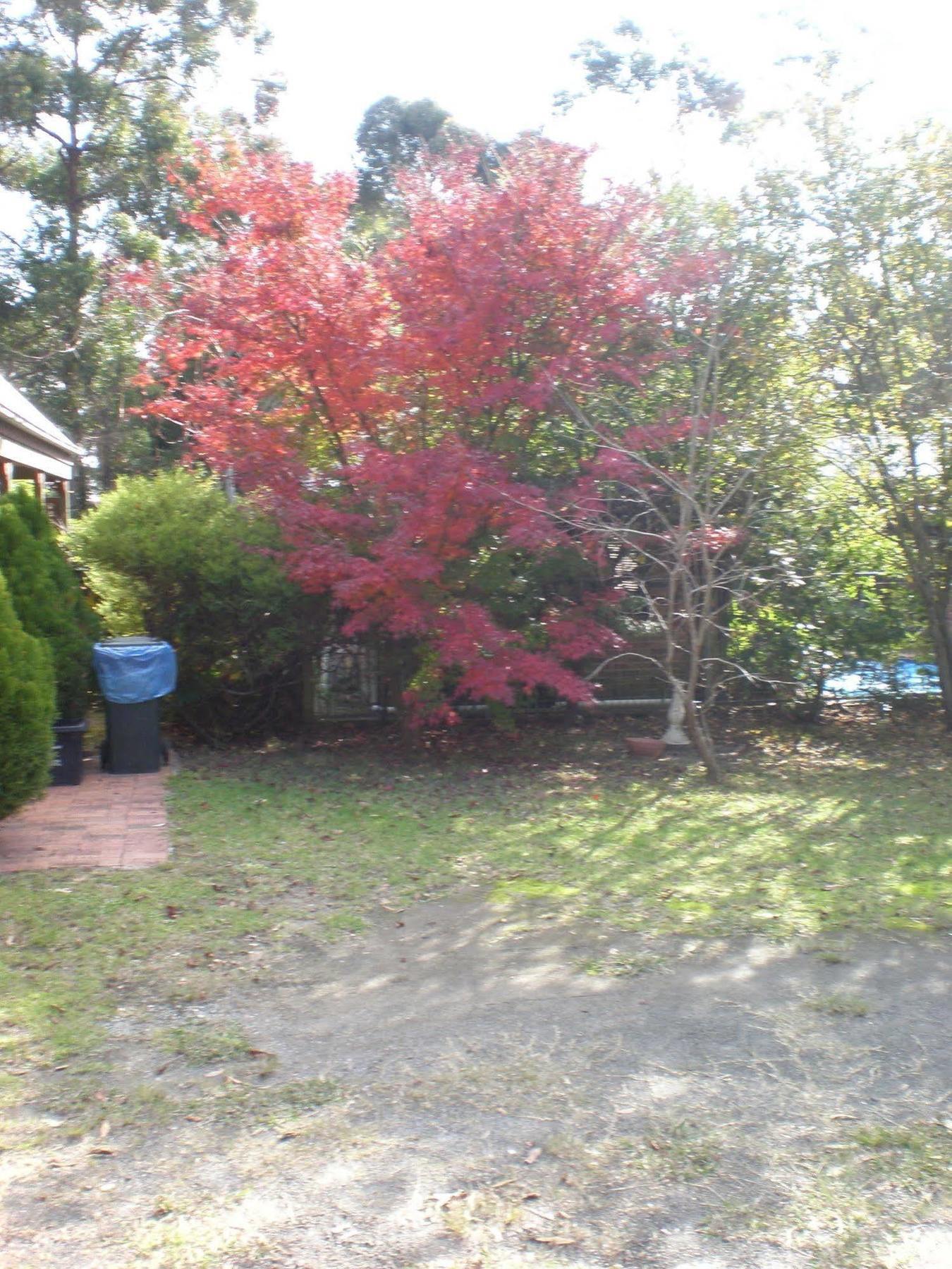 Bay And Bush Cottages Jervis Bay Huskisson Eksteriør billede